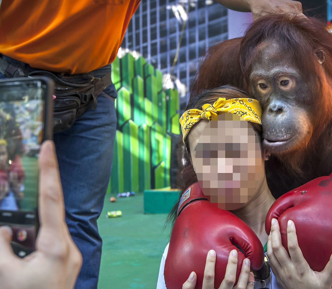 A photo of a tourist with face blurred out. There is an orangutan wearing boxing gloves resting on her shoulder