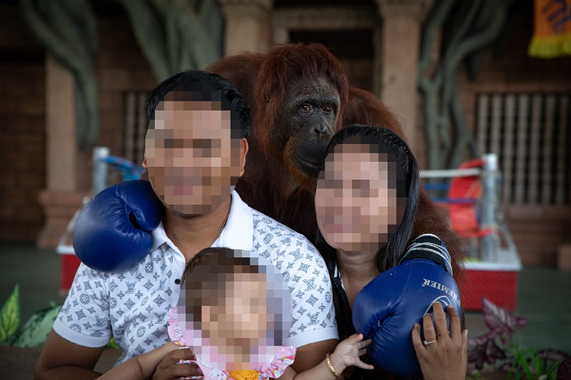 A family posing with an orangutan wearing boxing gloves. The family's faces are blurred.