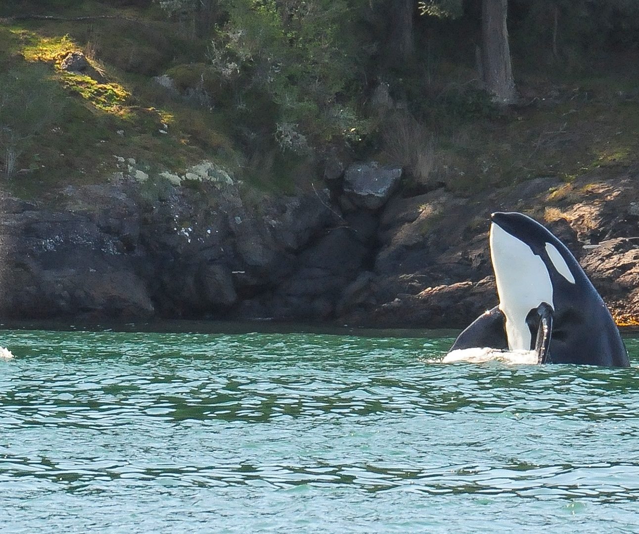 A wild orca emerging from the sea