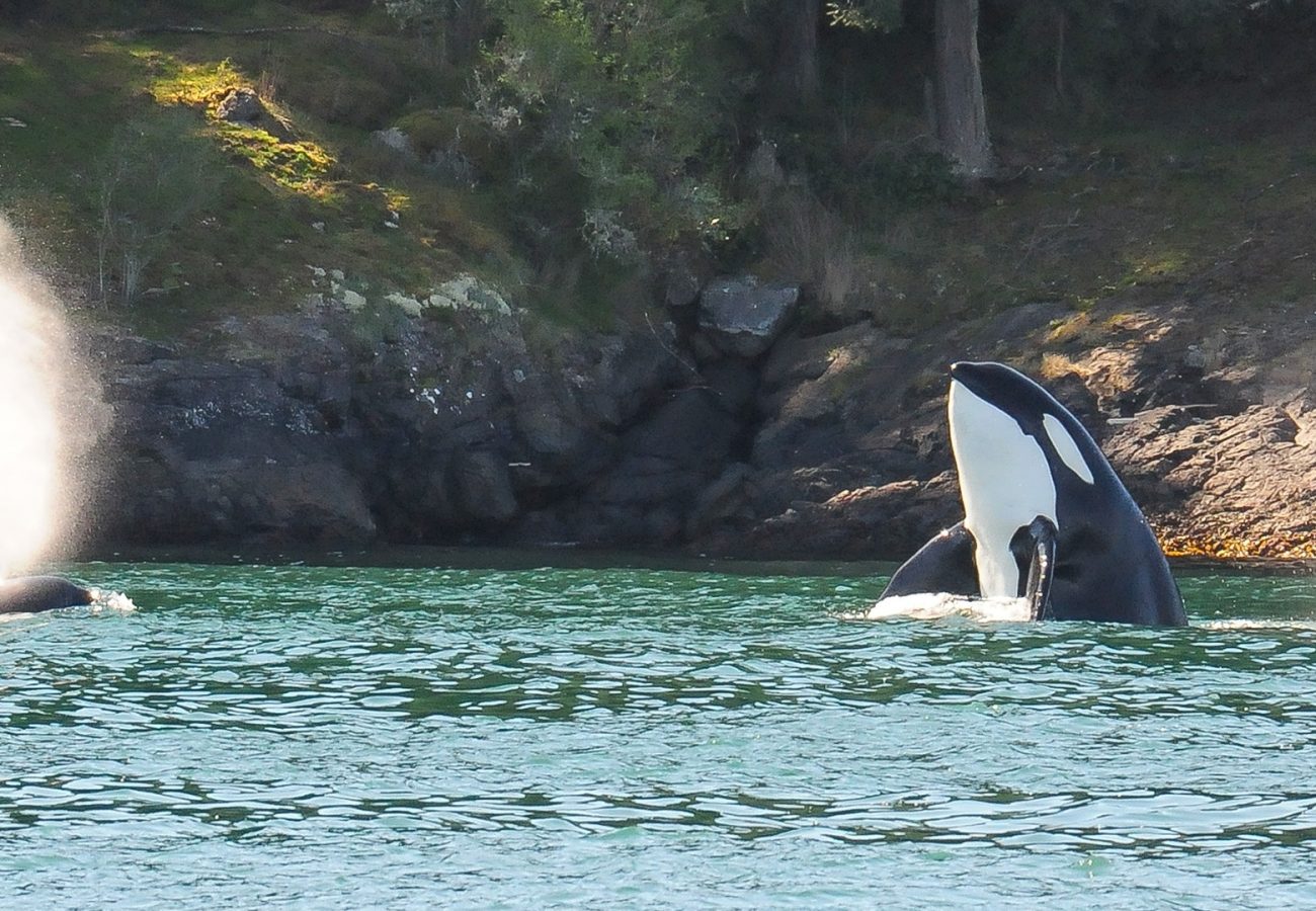 A wild orca emerging from the sea