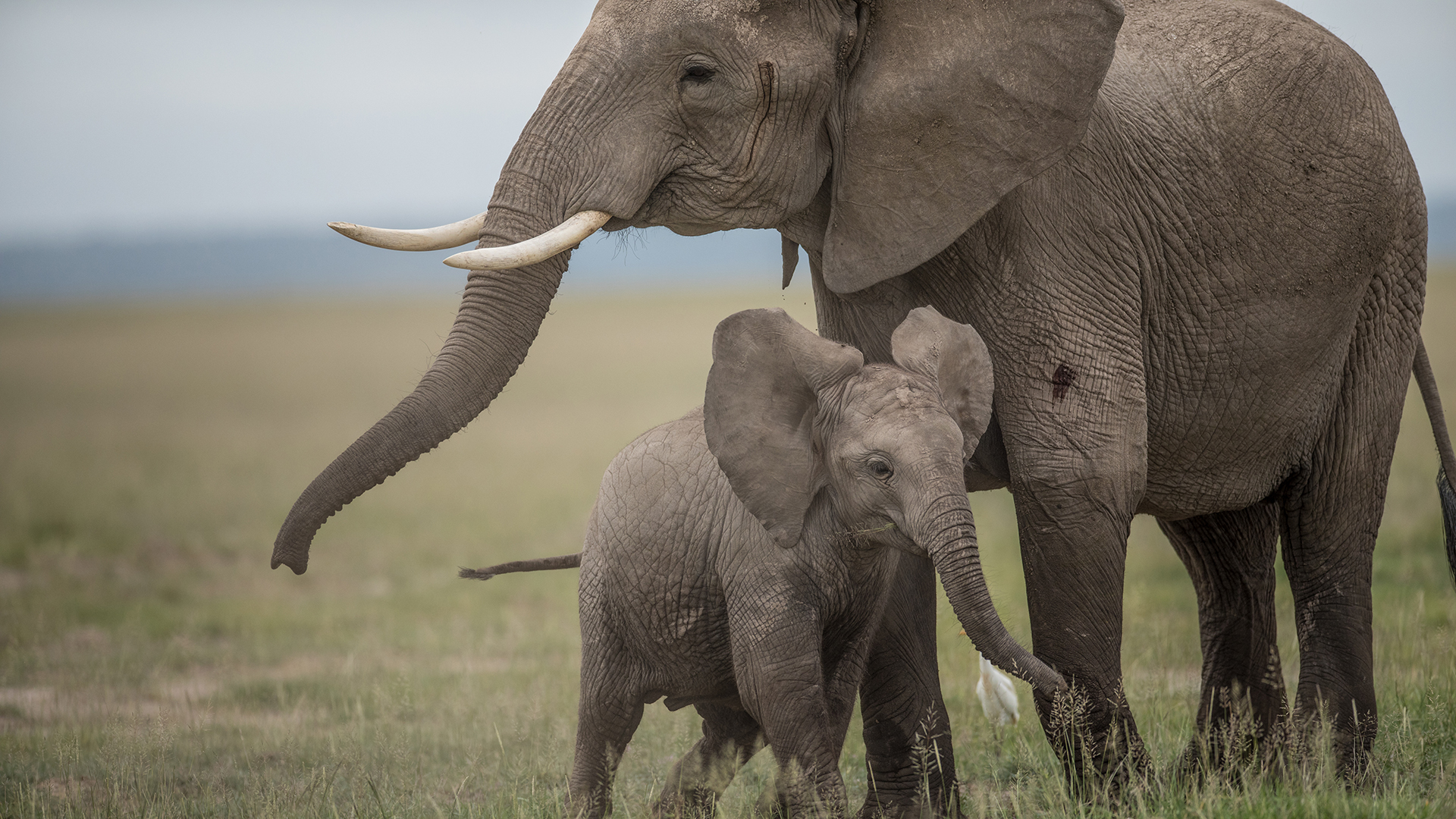An adult elephant and baby elephant stand together