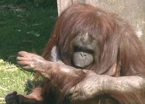 An orangutan with hair loss from overgrooming