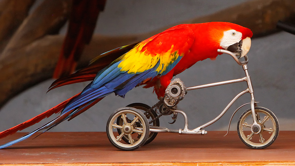 A parrot performs on a tiny bicycle