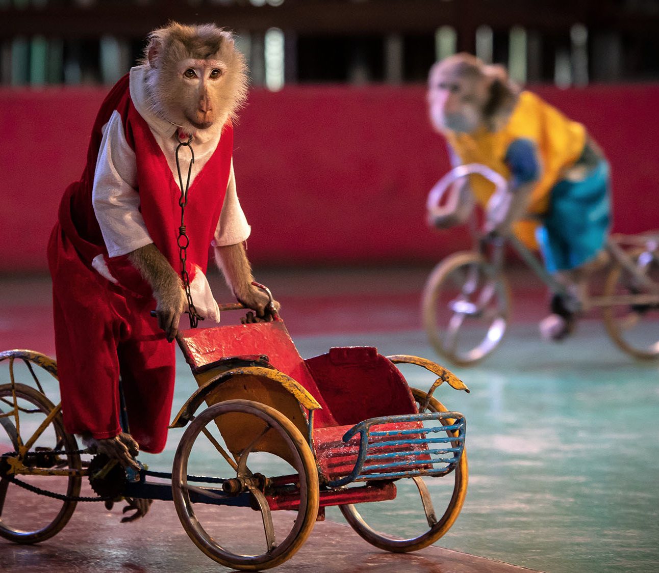 Two macaques perform on small panted bikes