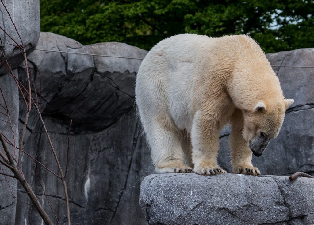 A polar bear stands on a rock looking at the ground in a zoo enclosure