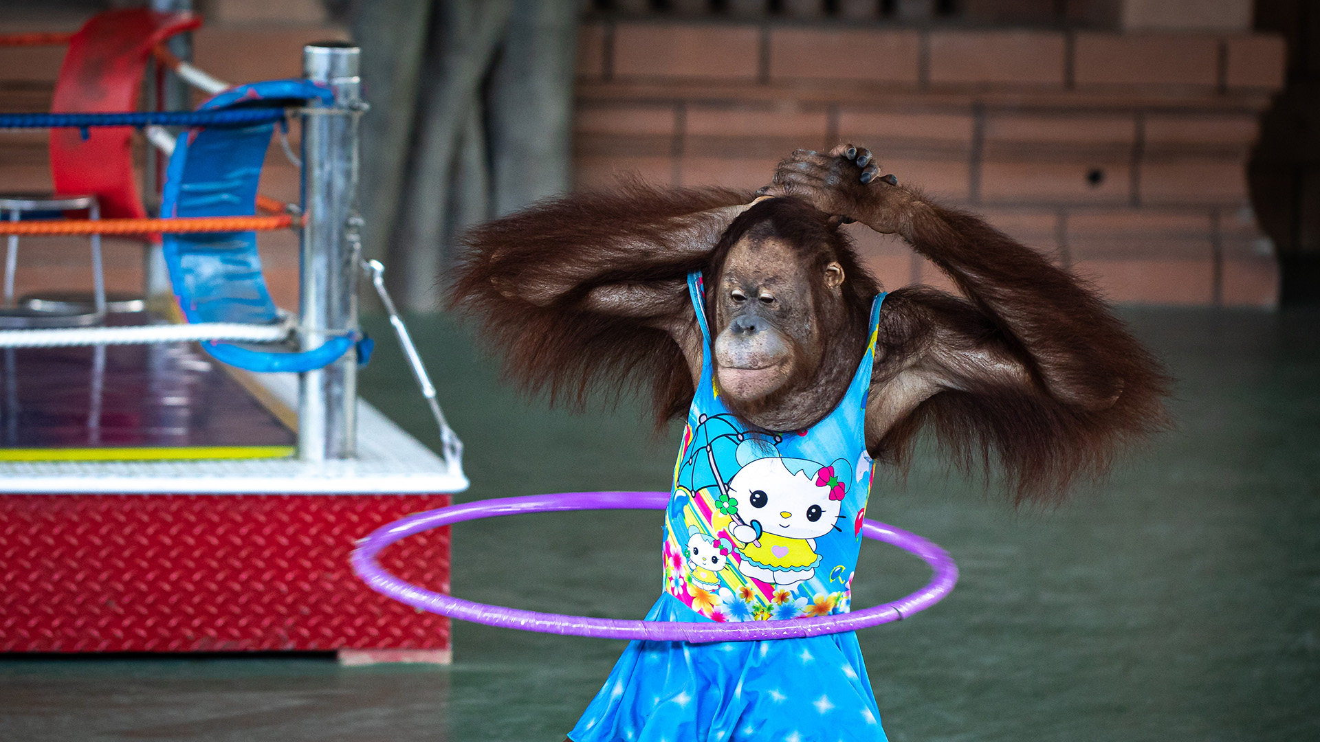 An orangutan in a dress is hulahooping with arms raised