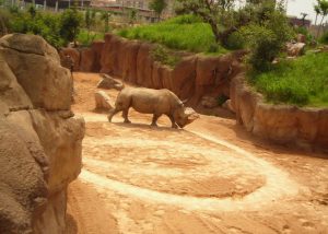 A rhino pacing in a circle