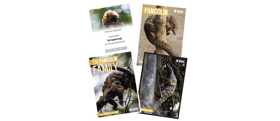 A montage of the pangolin adoption pack