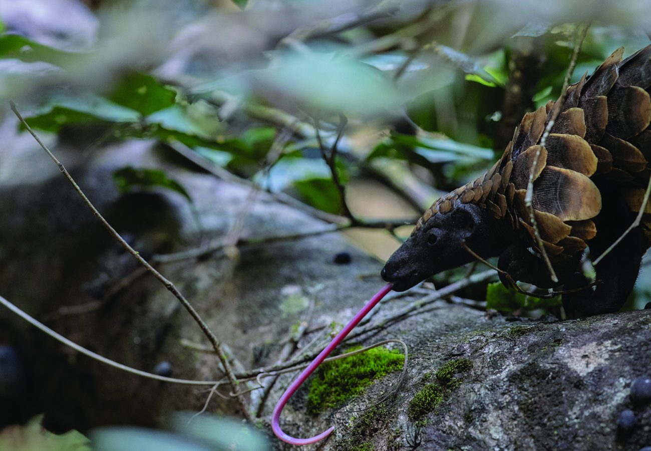 A pangolin disguised in the undergrowth - its long tongue stretching out over a tree log