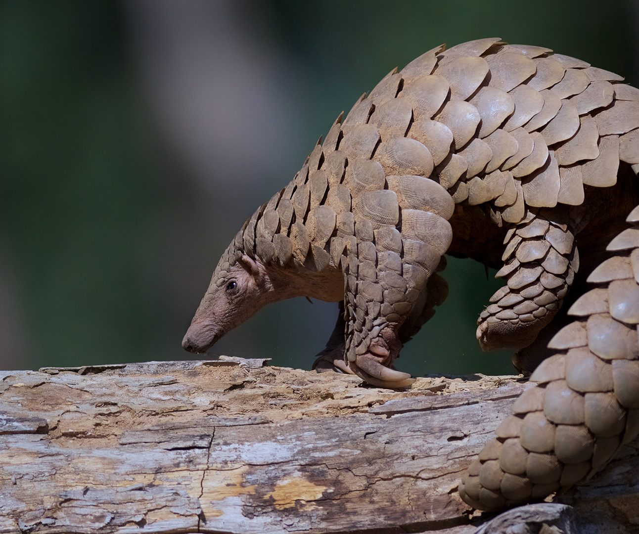 A photo of a pangolin on a tree branch