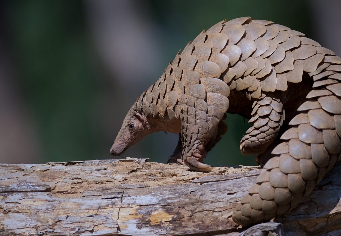 A photo of a pangolin on a tree branch