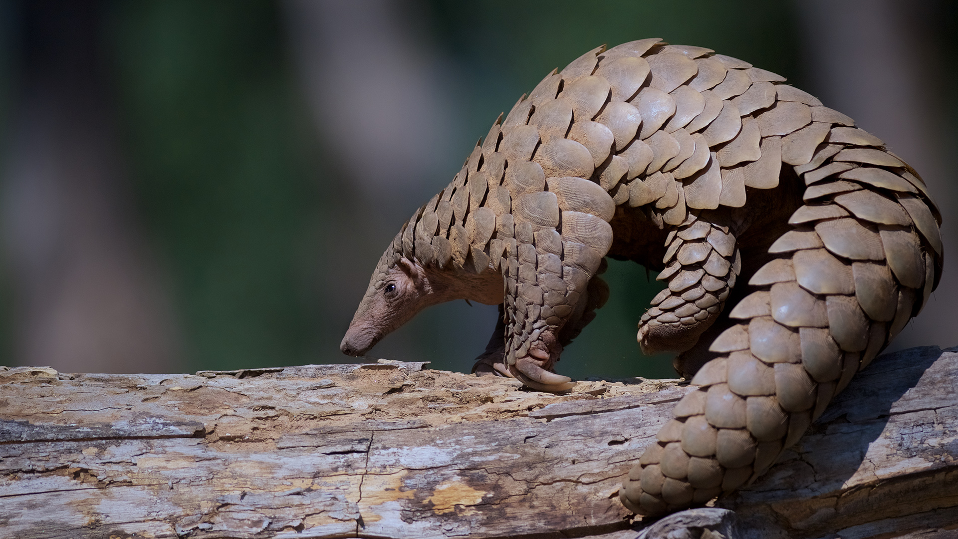 A photo of a pangolin on a tree branch