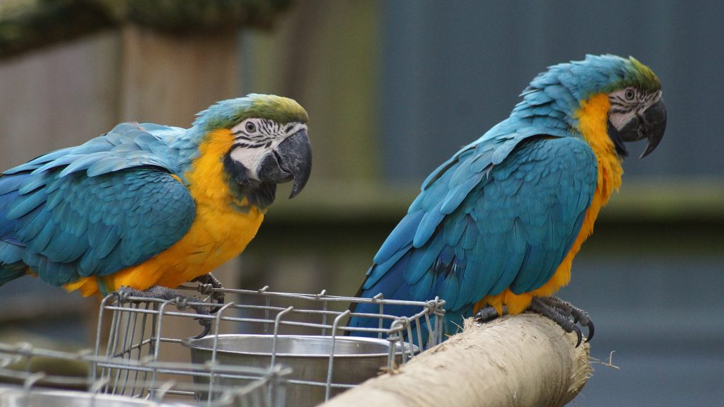 Two blue and gold macaws sitting on the top of a wire cage