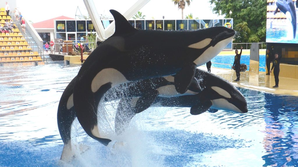 Two orca jump from the water in a small swimming pool