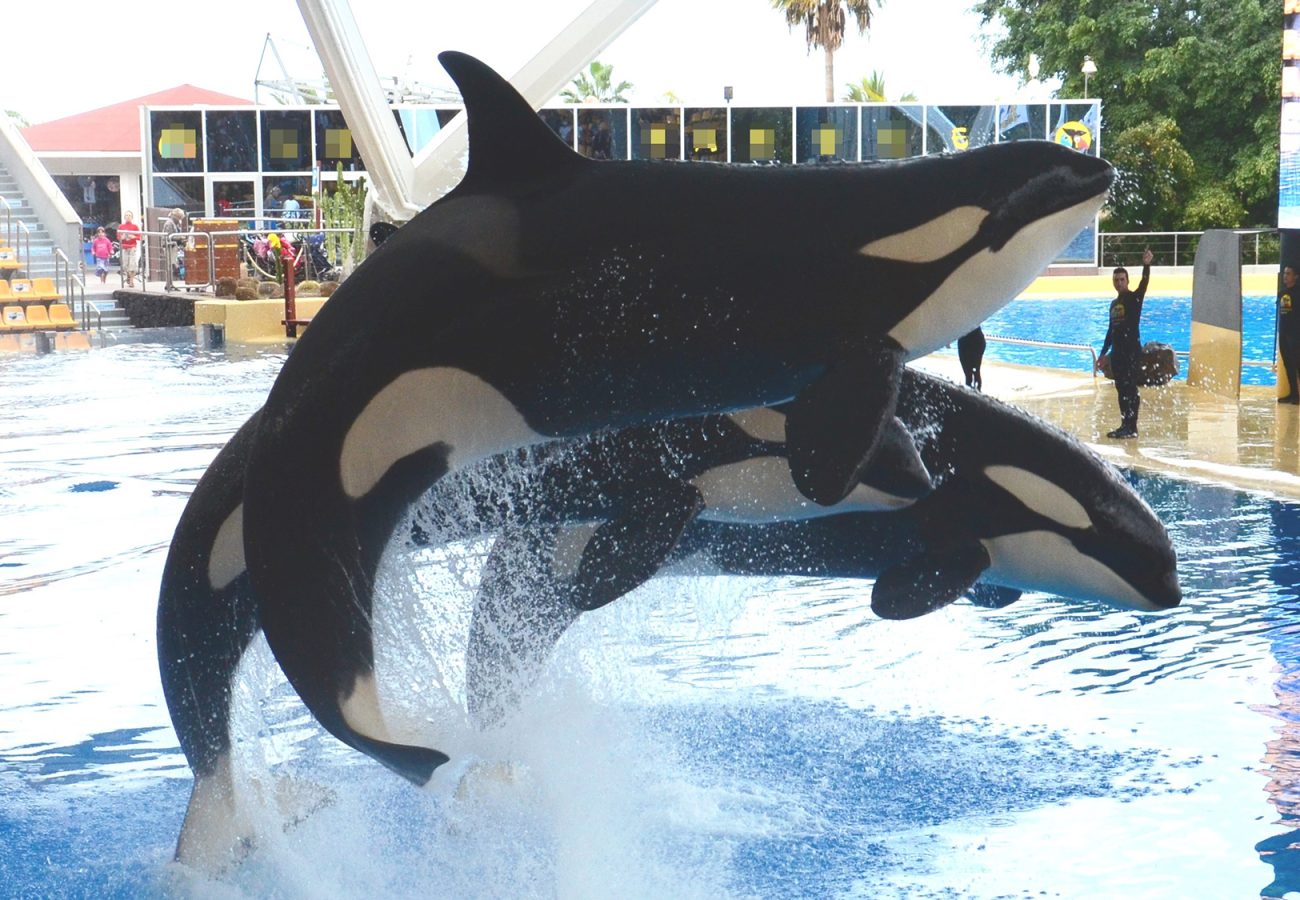 Two orca jump from the water in a small swimming pool