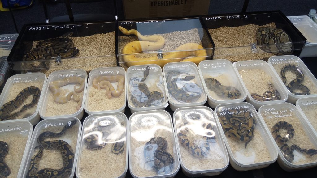 A selection of around 16 plastic tubs with lids are laid out on a table, each containing a small snake, with a label of the type of snake inside.
