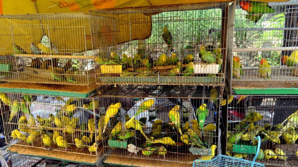 Two rows of three wire cages are stacked on top of each other, containing dozens of small brightly coloured birds