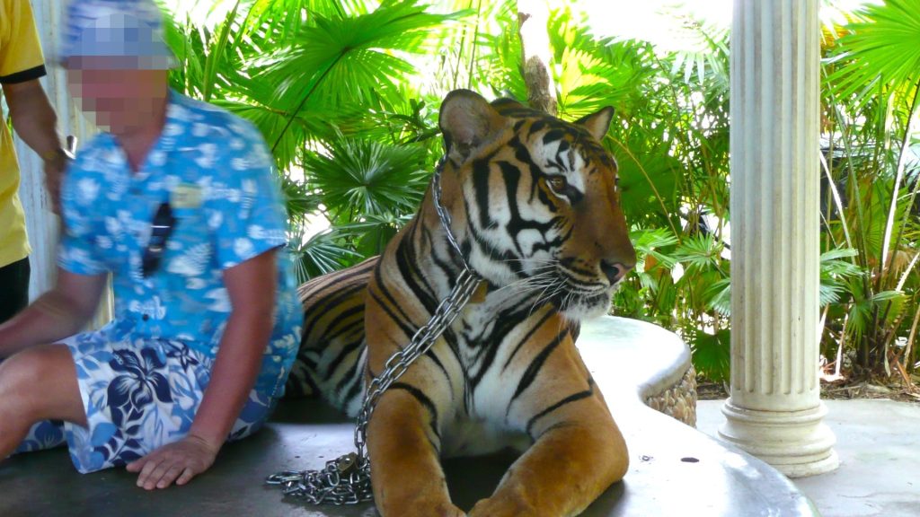 A person sitting next to a chained-up tiger.
