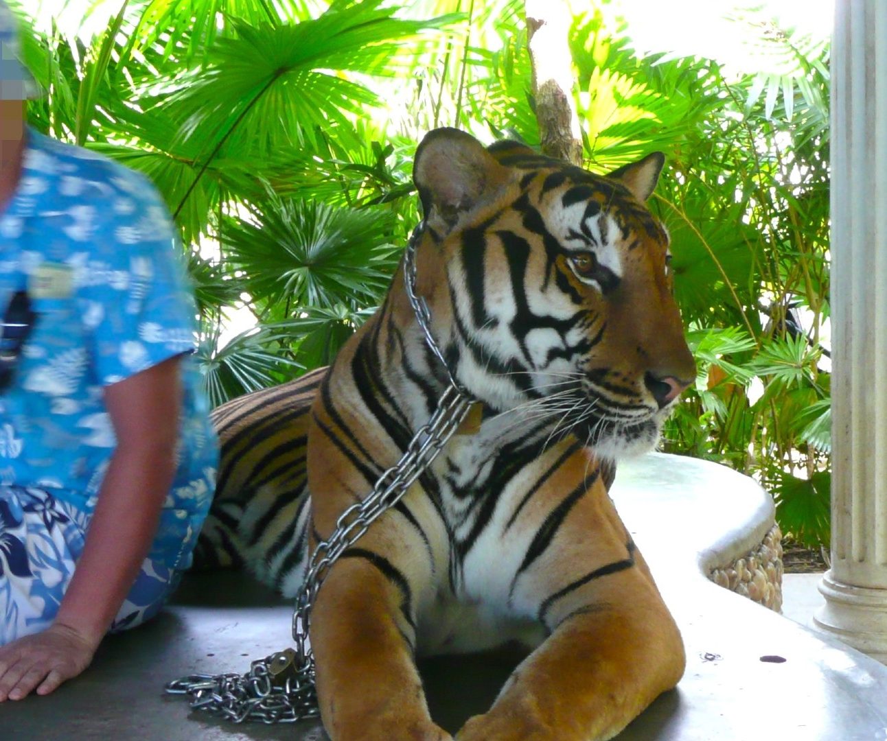 A person sitting next to a chained-up tiger.