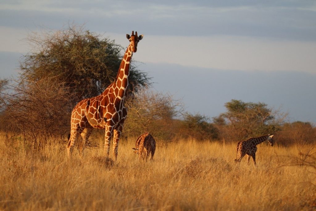 An adult giraffe stands with two twin baby giraffes in the African grassland