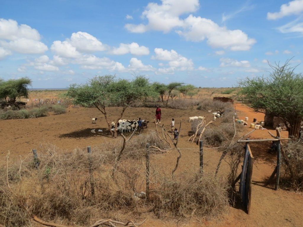 A group of cattle are encircled by a circular fence, creating a predator-proof boma