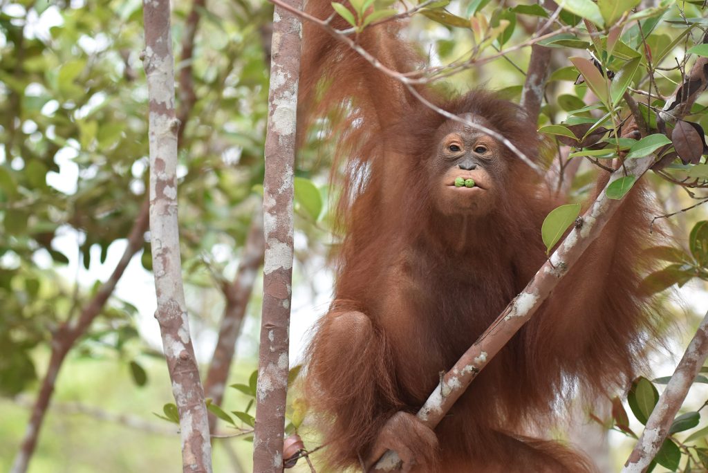 Timtom the orangutan sits in a tree with berries in her mouth