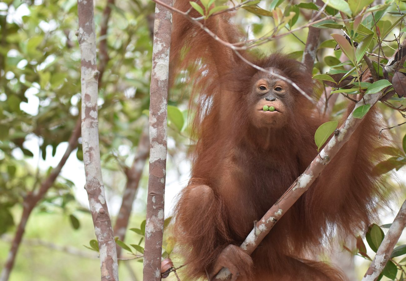 Timtom the orangutan sits in a tree with berries in her mouth