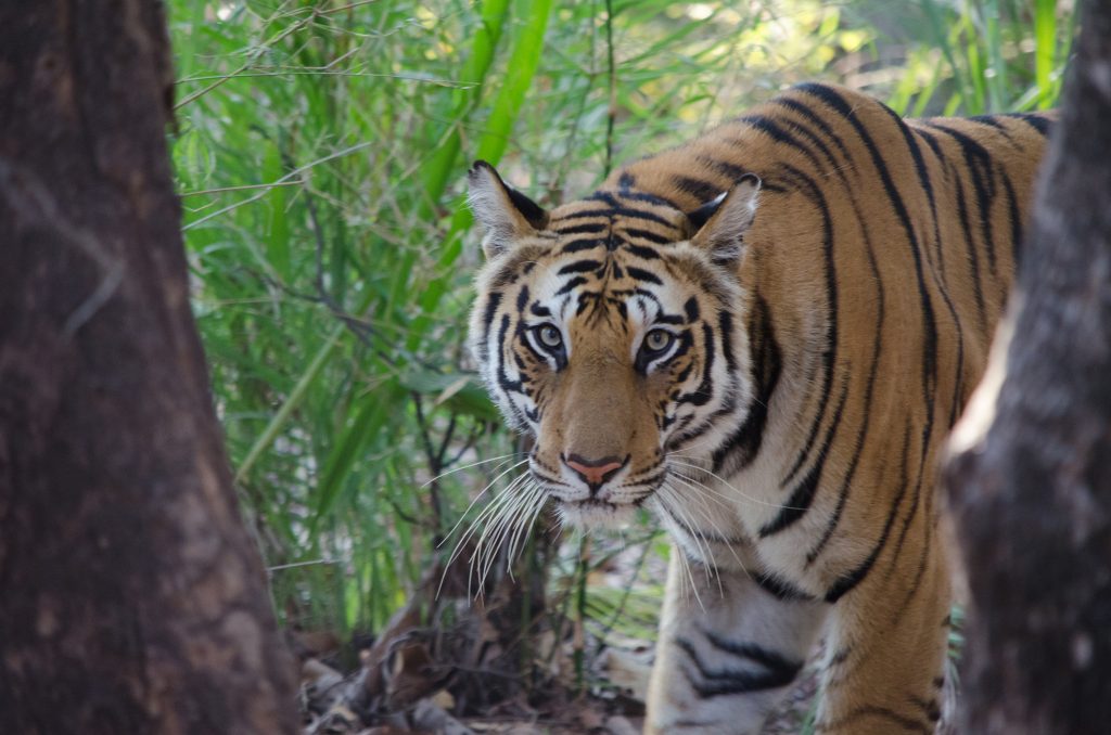 A tiger stands between two tree trunks staring directly at the camera