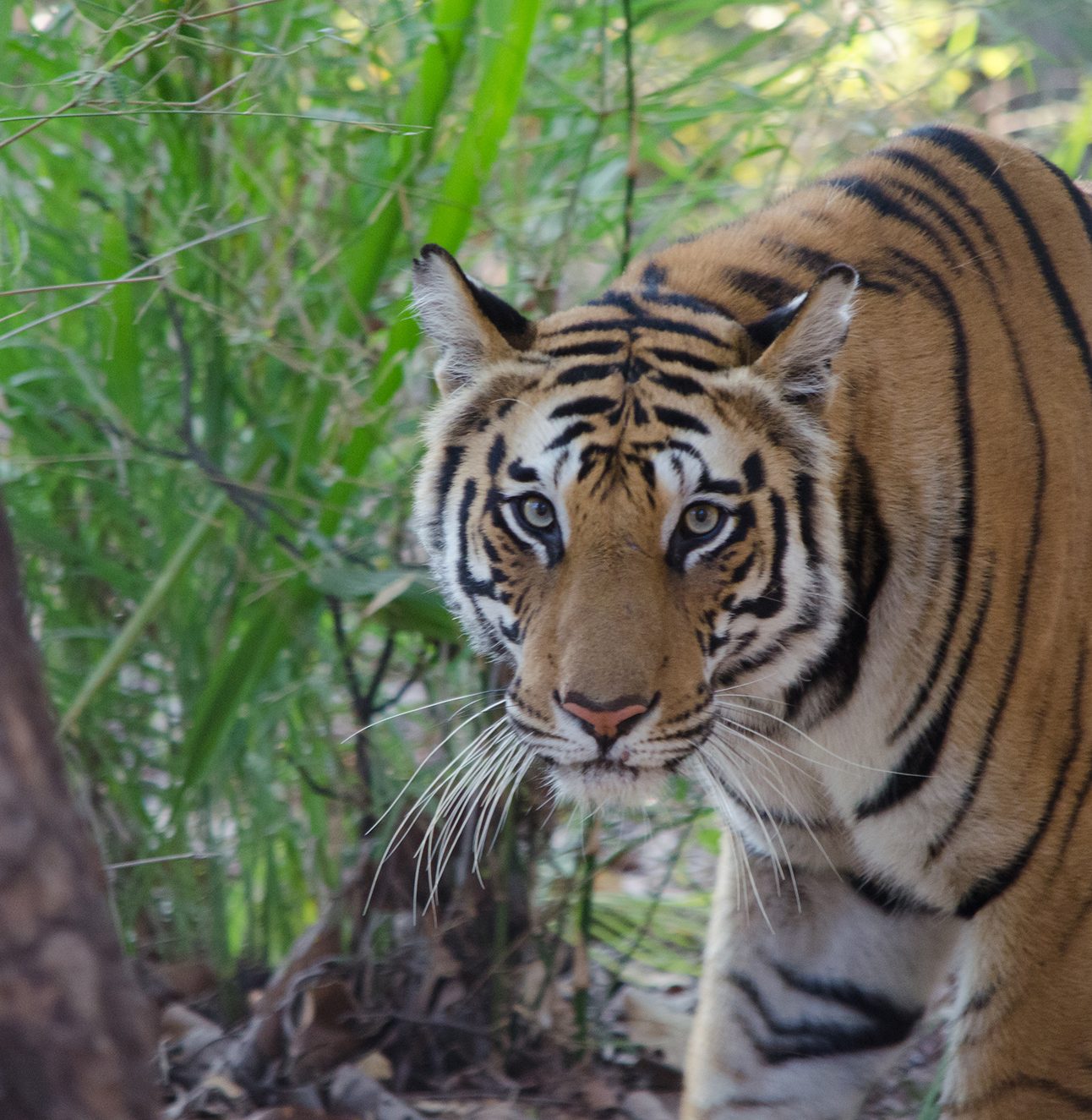 A tiger stands between two tree trunks staring directly at the camera