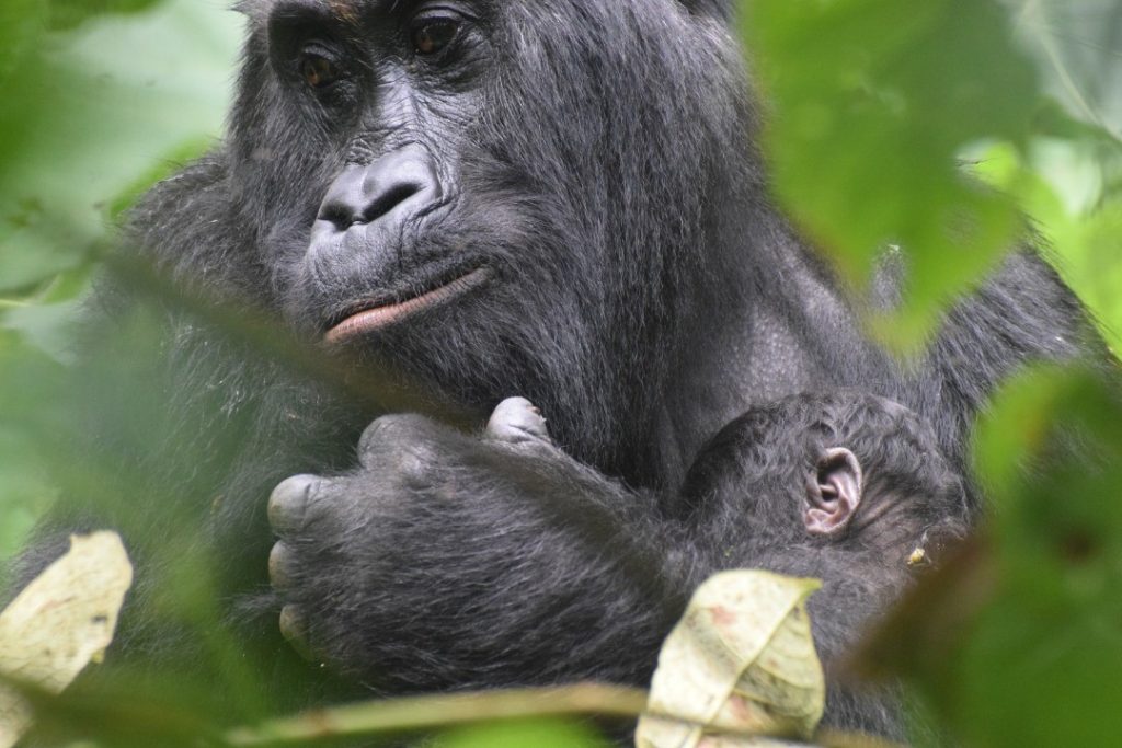 A close up of a young gorilla in a forest