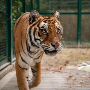 A tiger paces in a zoo enclosure
