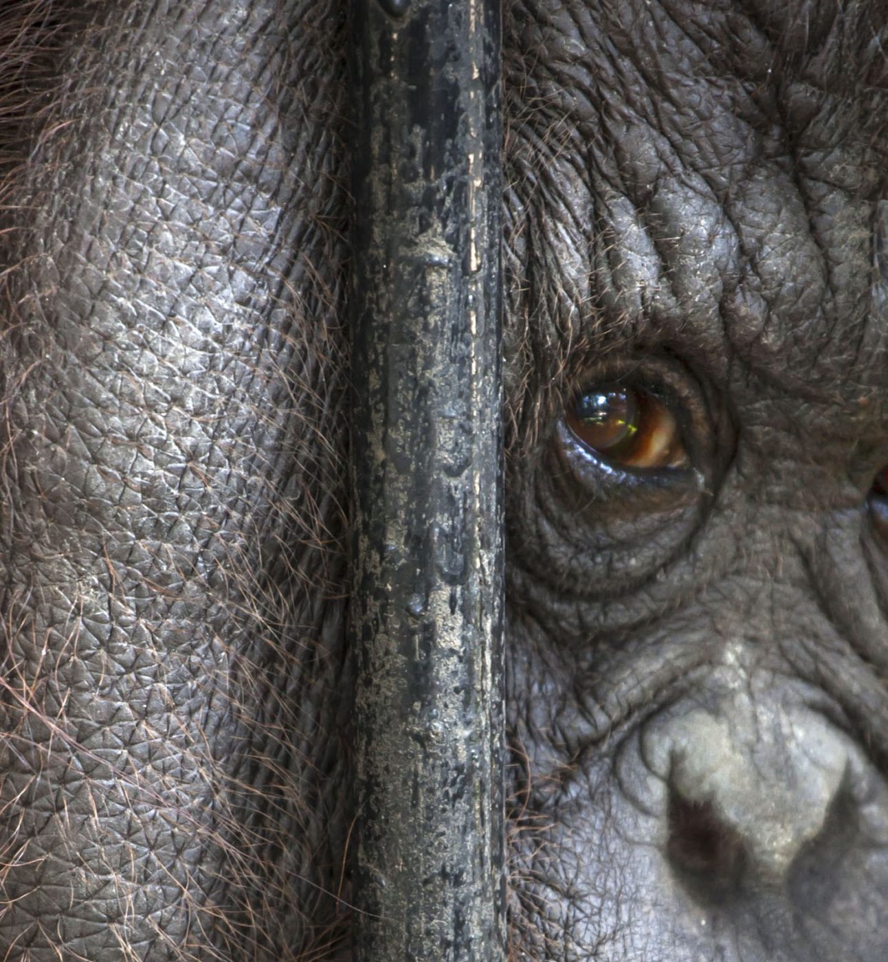 Close up of an orangutan looking through bars