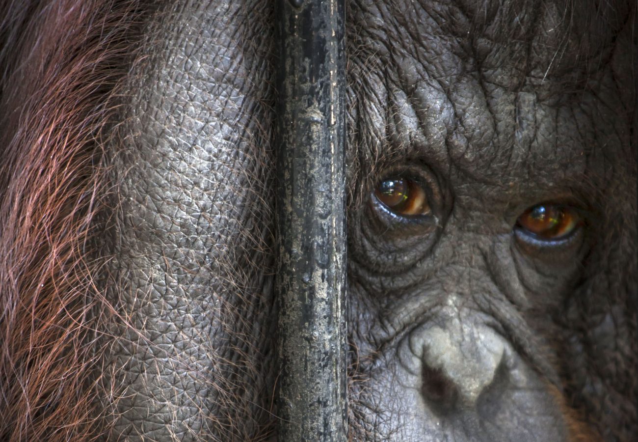 Close up of an orangutan looking through bars