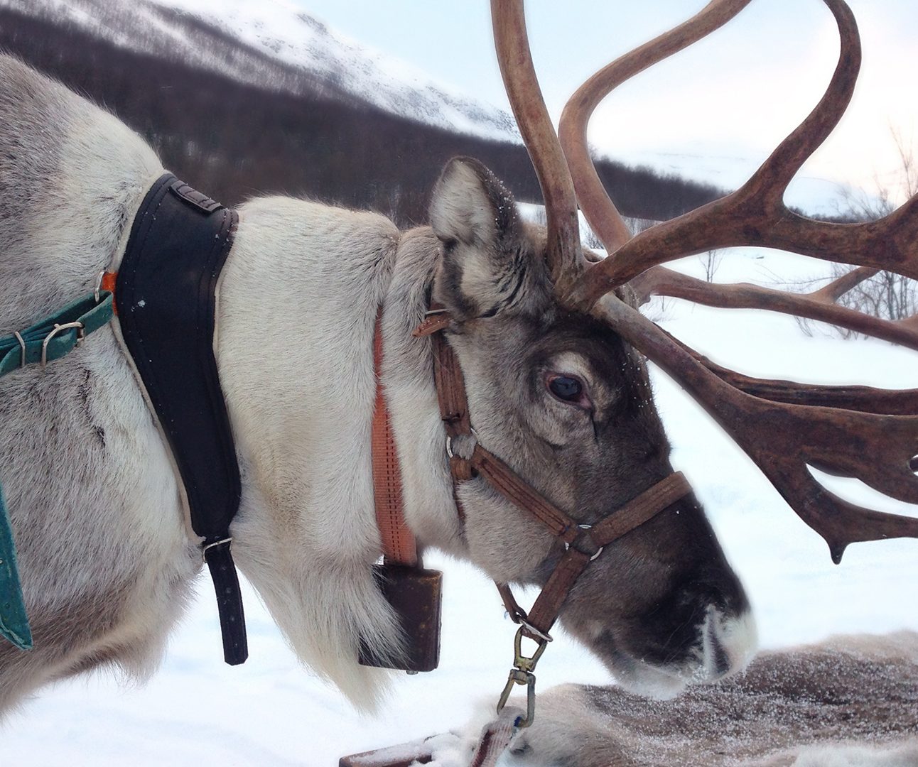 Close up of a reindeer in profile, with large antlers and wearing a harness