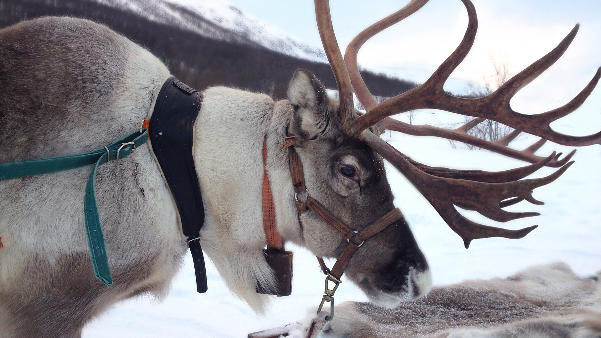 Close up of a reindeer in profile, with large antlers and wearing a harness