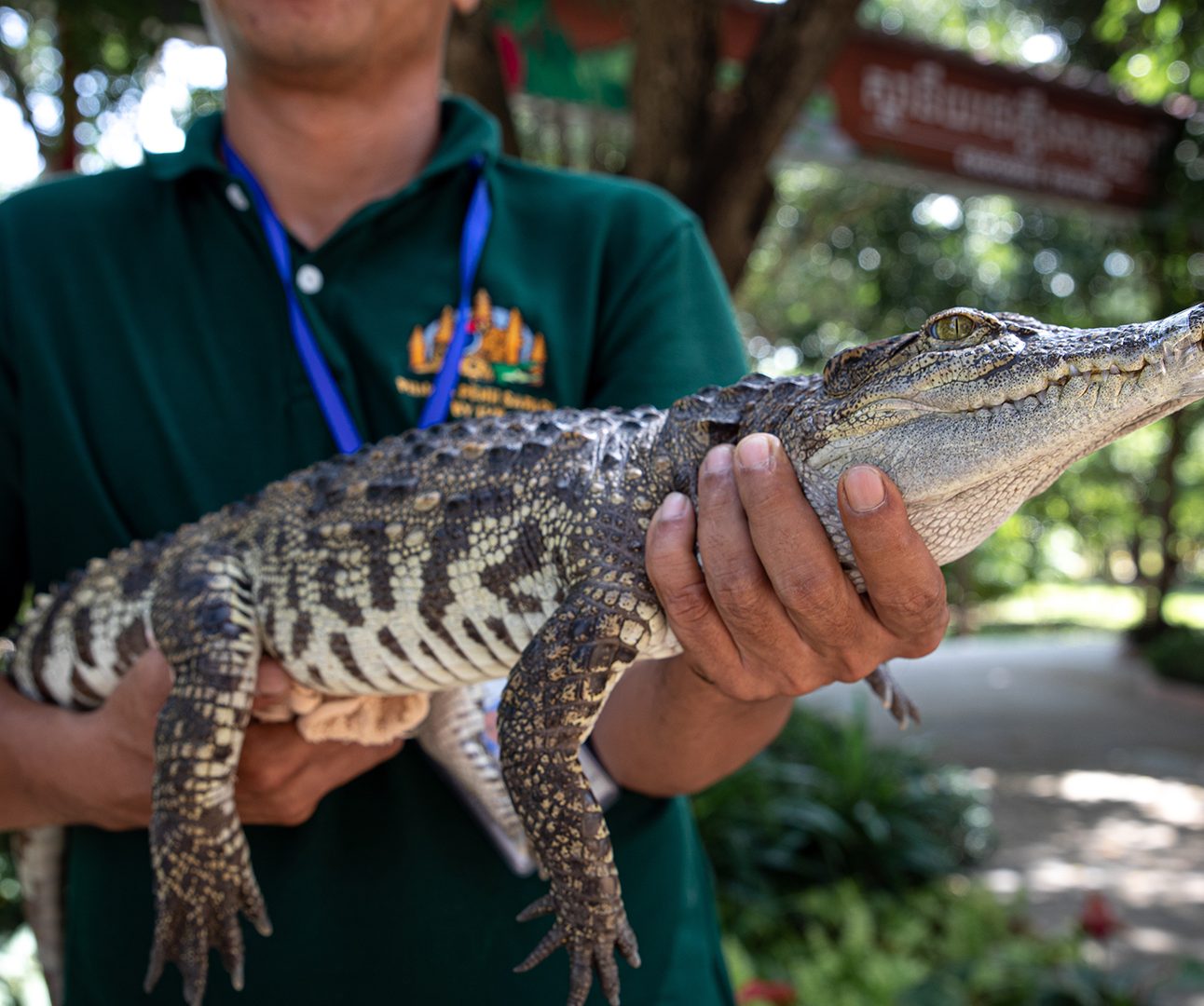 A person holding a young crocodile in a captive setting.