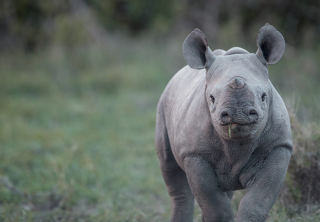 A photo of a baby rhino running towards the camera