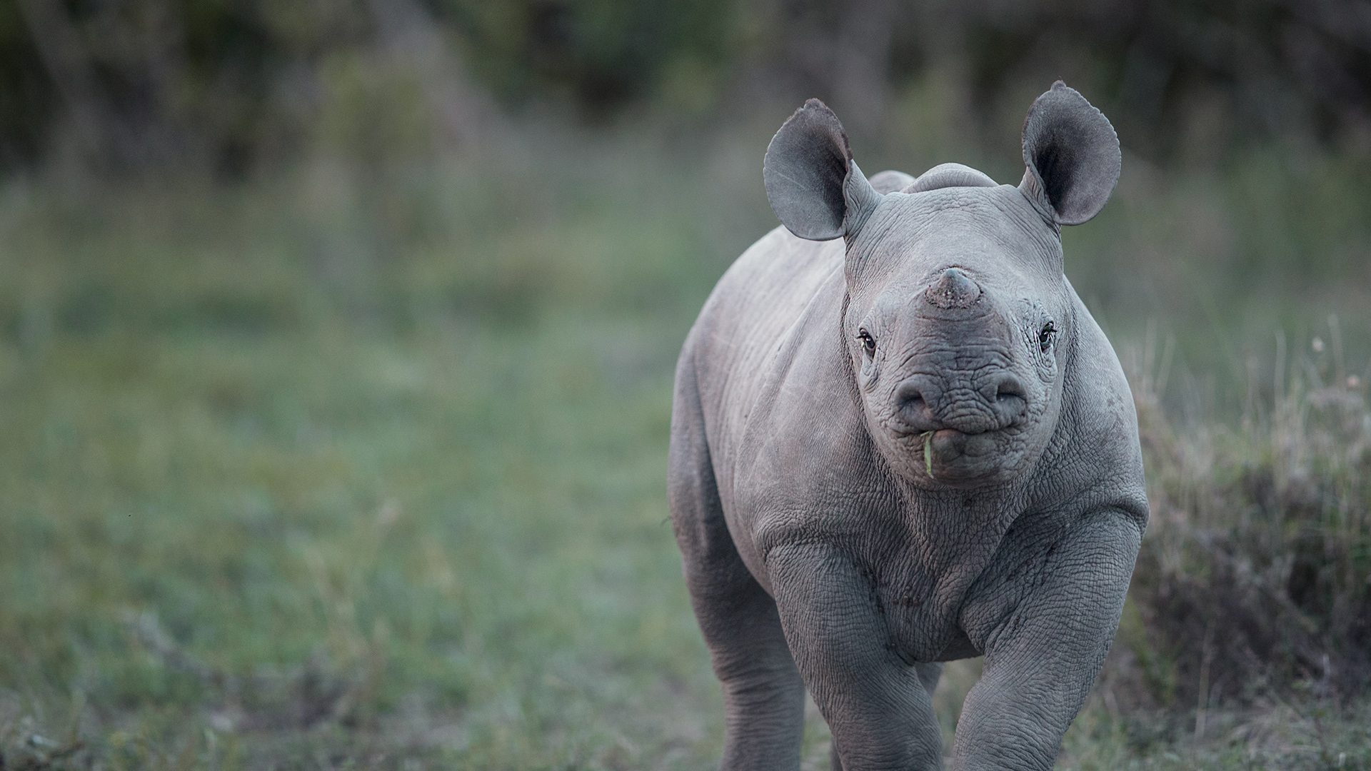 A photo of a baby rhino running towards the camera
