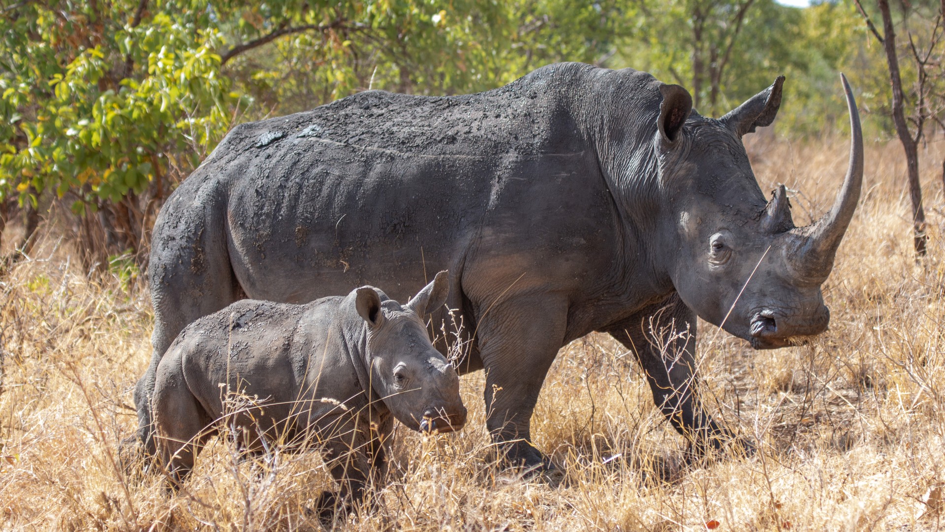 A mother rhino and calf standing together in the African bush