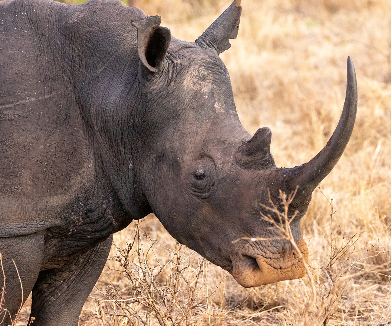 A rhino with large horn stands in dry grassland