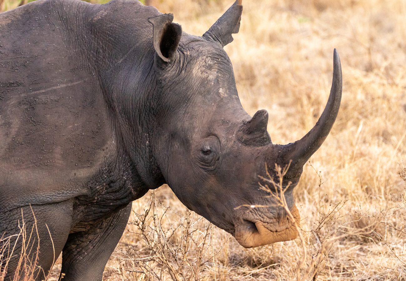 A rhino with large horn stands in dry grassland