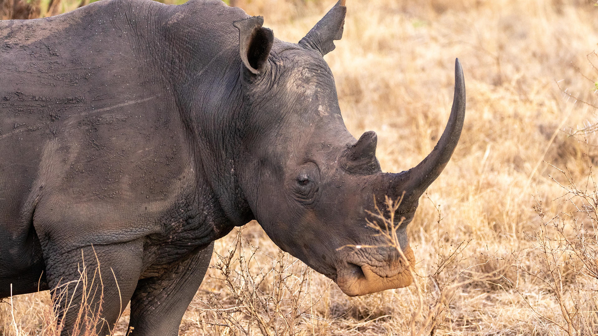 A rhino with large horn stands in dry grassland