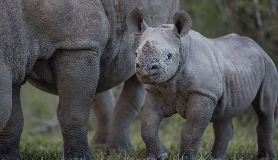 A photo of baby rhino standing next to its mother