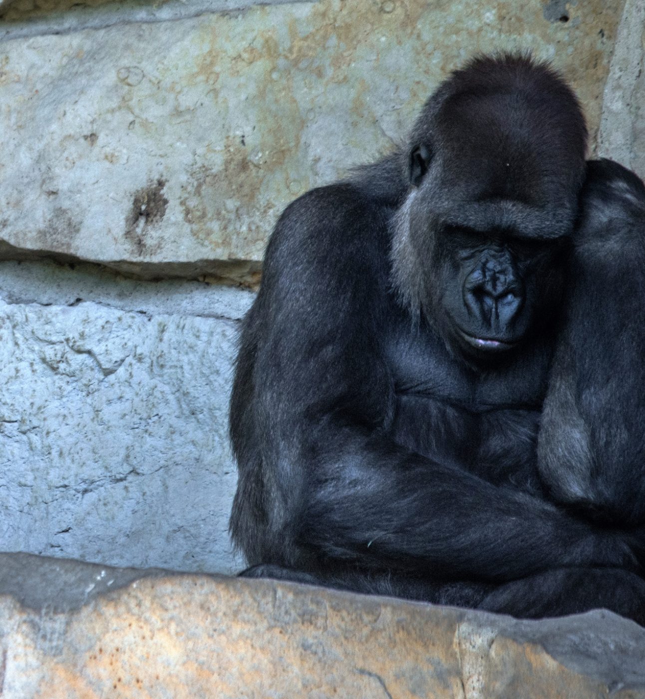 A gorilla with arms folding rocking itself