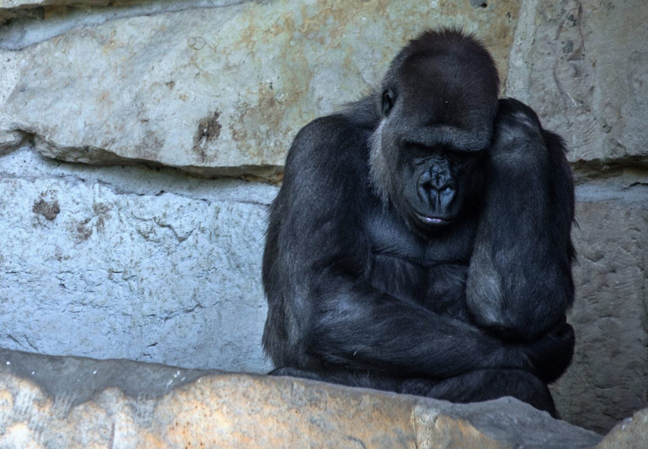 A gorilla with arms folding rocking itself
