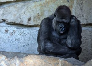 A gorilla with arms folding rocking itself