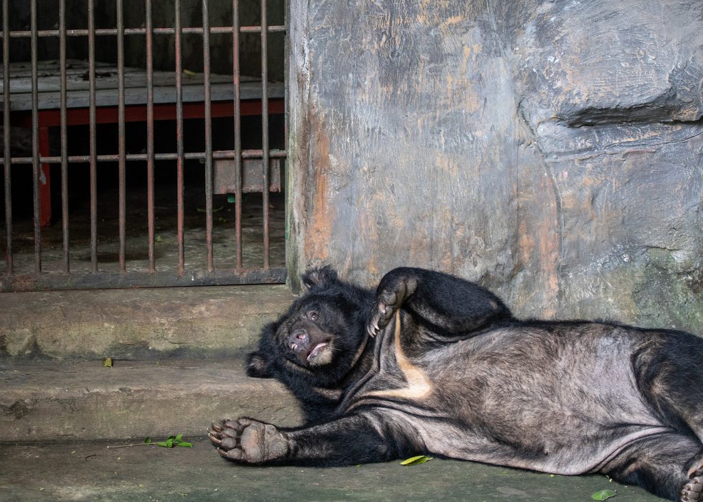 A bear lies on its back with belly exposed in front of a metal gate in a zoo enclosure