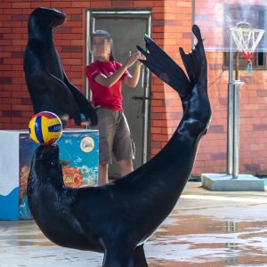 Two sea lions performing tricks in front of their keeper.