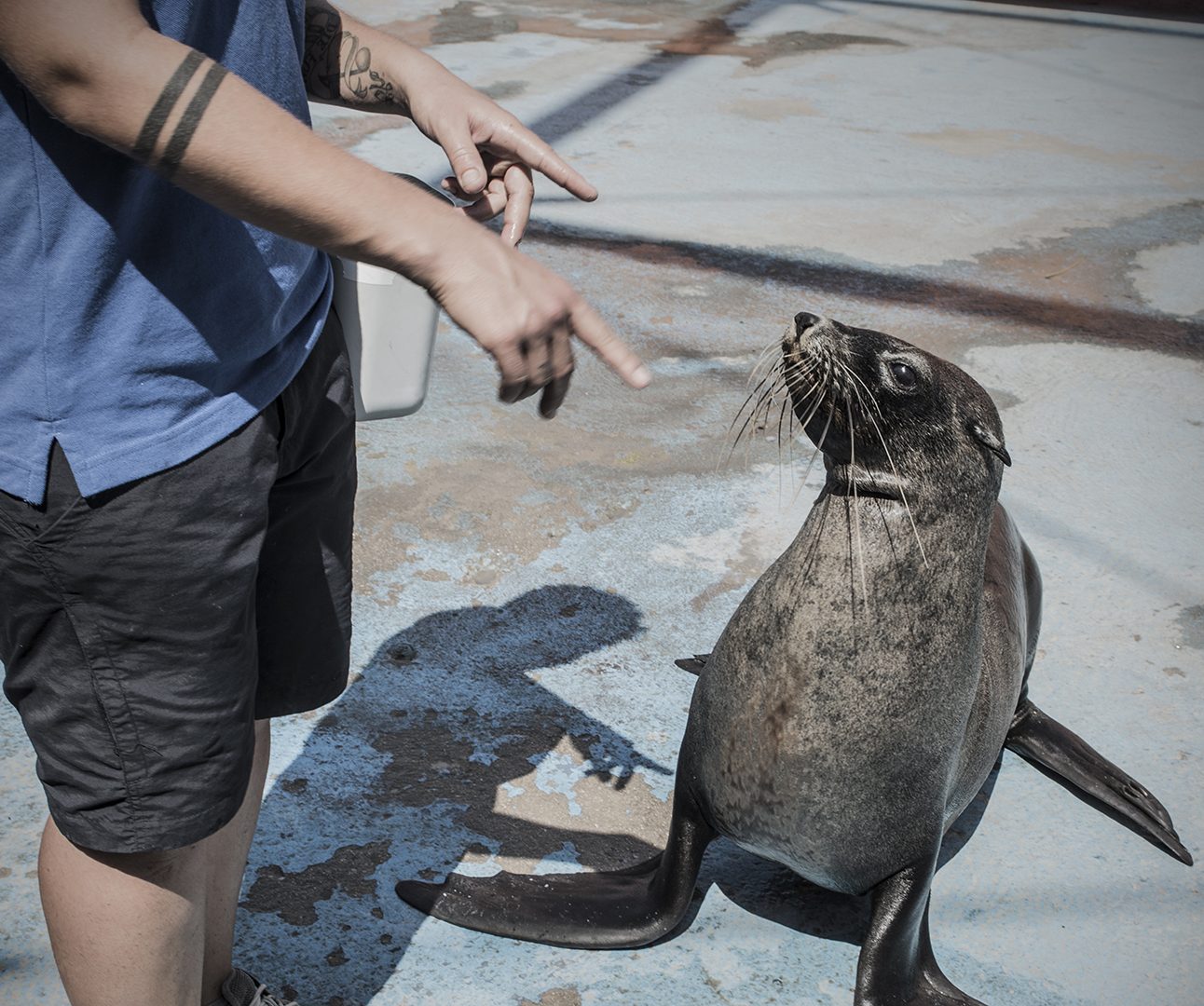 A seal sits at the side of a swimming pool with people pointing at it