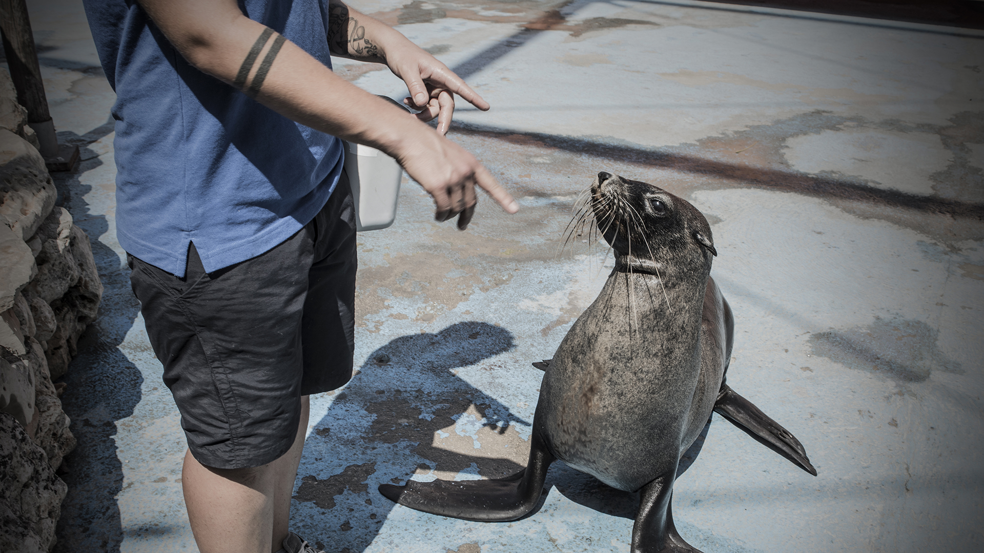 A seal sits at the side of a swimming pool with people pointing at it